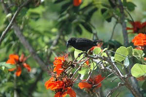 Finch, Cactus, 2004-11035339